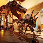 Los Angeles: biglietto d'ingresso al Museo di storia naturale di Los Angeles