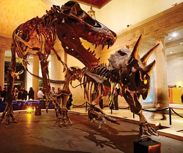Natural History Museum of LA Entry Ticket