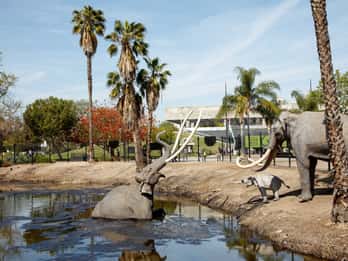Los Angeles: La Brea Tar Pits Museum Los Angeles: La Brea Tar Pits Museum