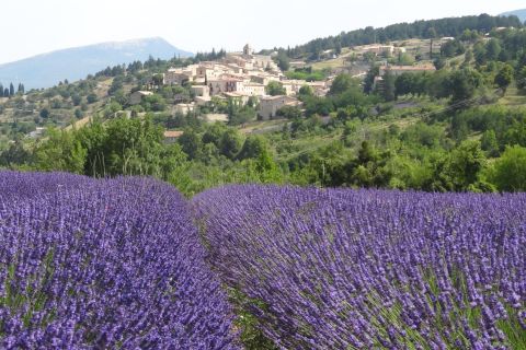 From Avignon: Half-Day Lavender Tour of Luberon