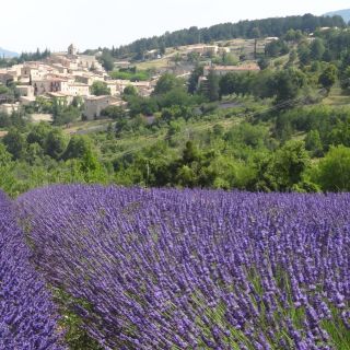 From Avignon: Half-Day Lavender Tour of Luberon