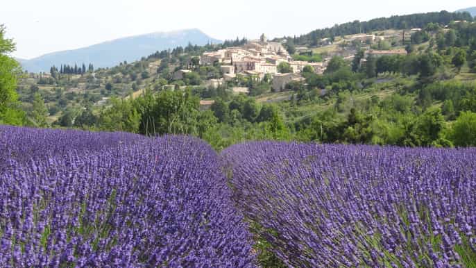 from avignon halfday lavender tour of luberon