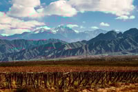 Mendoza, visite du vin d'une journée avec un déjeuner de 3 plats - Housity