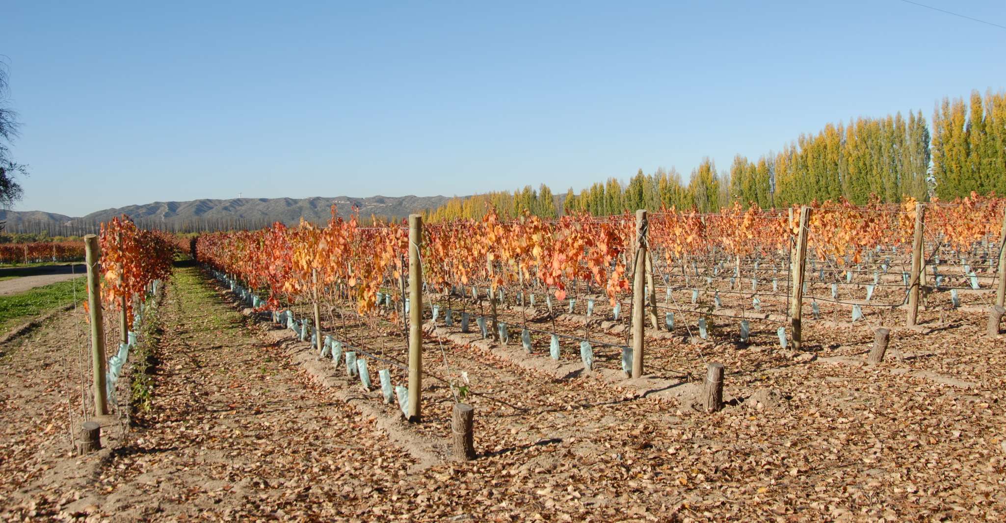 Mendoza, Full Day Wine Tour with 3 Course Lunch - Housity