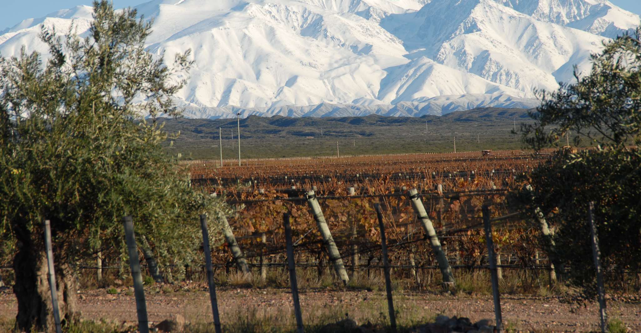 Mendoza, Full Day Wine Tour with 3 Course Lunch - Housity