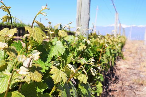 Mendoza: tour dei vini di mezza giornata con degustazioni