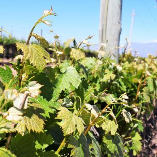 Mendoza: tour dei vini di mezza giornata con degustazioni