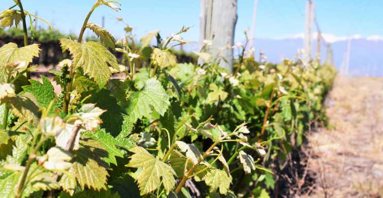 Mendoza: Half-Day Wine Tour with Tastings