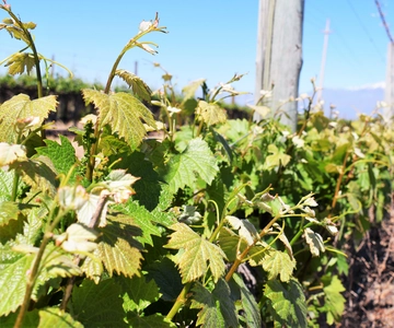 Mendoza: Half-Day Wine Tour with Tastings
