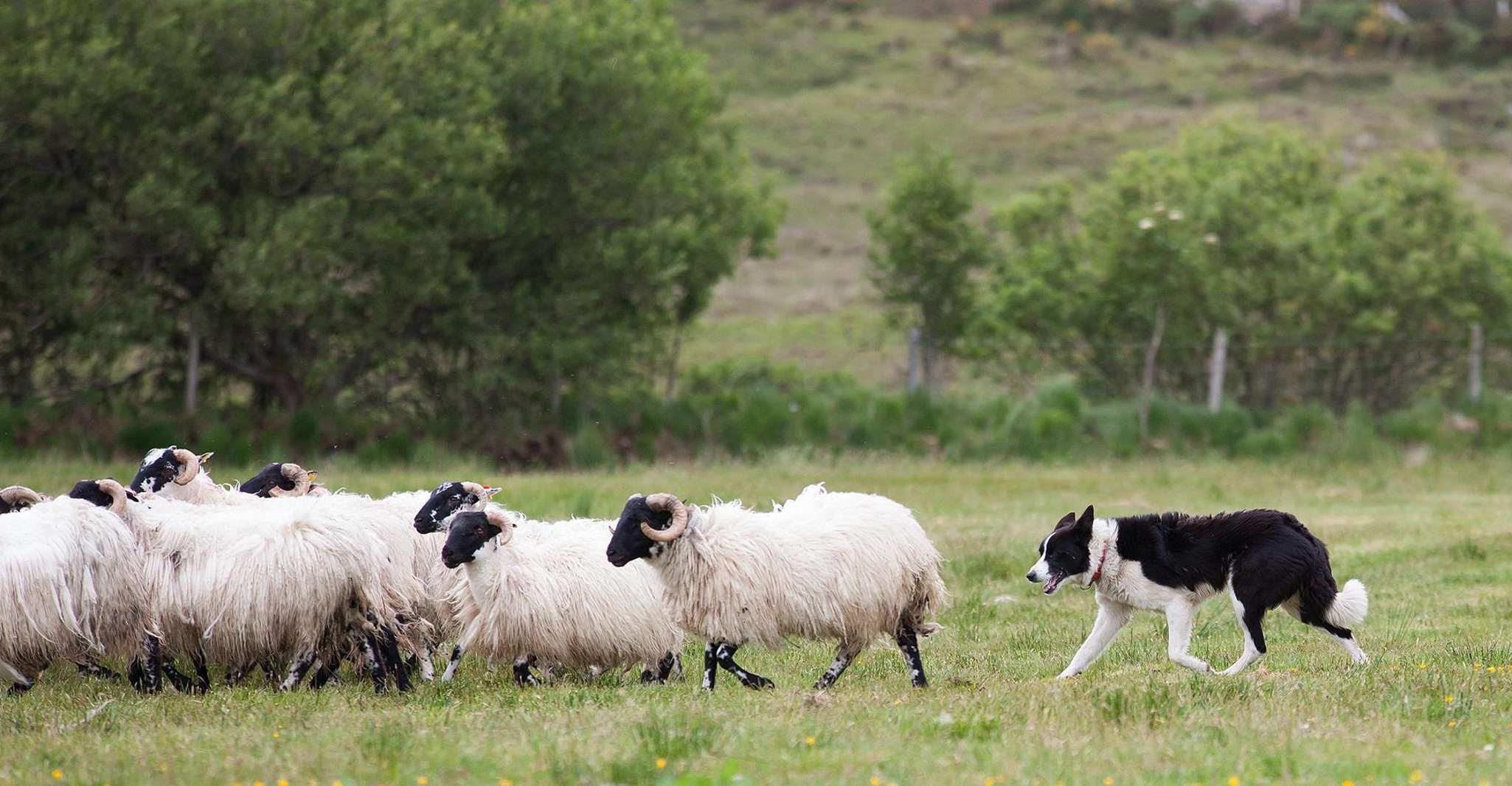 Dublin, Kilkenny, Wicklow, & Glendalough with Sheepdog Show - Housity