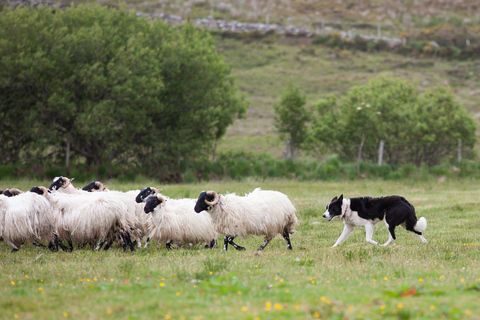 Ab Dublin: Glendalough, Wicklow, & Kilkenny TagestourGlendalough, Wicklow, Kilkenny & Schäferhund-Demonstration