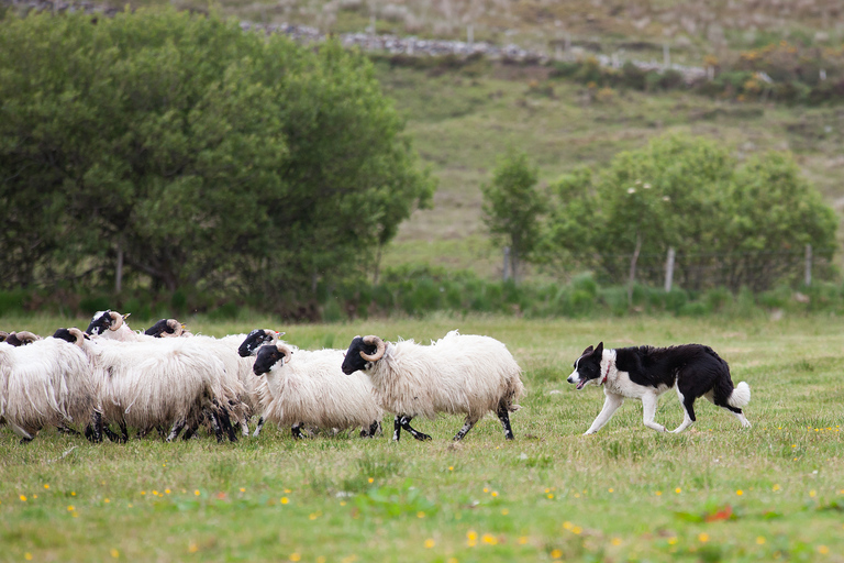 Vanuit Dublin: dagtrip naar Glendalough, Wicklow en KilkennyGlendalough, Wicklow, Kilkenny & kuddehondenwerk