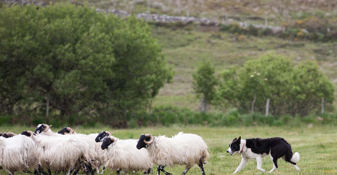Glendalough, Wicklow, Kilkenny & Sheep Dog Demonstration