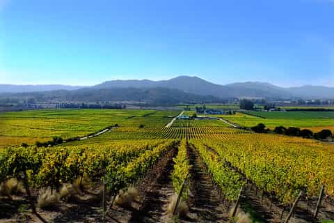 Casablanca Valley: 4 Vineyards with 1 or 2 Wine Tastings