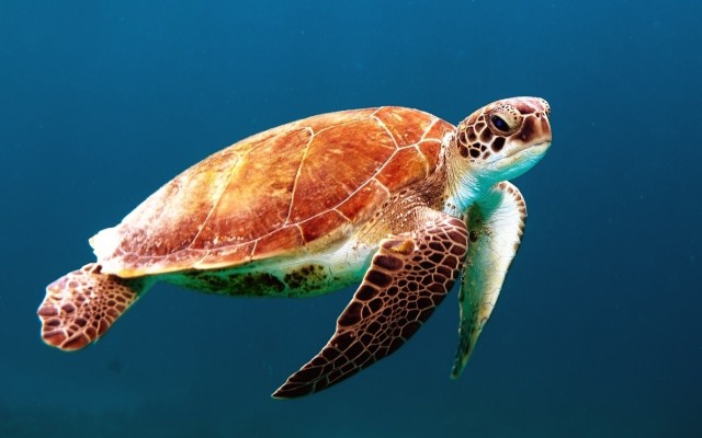 Visit Bohol Dolphin and Sea Turtle Watching Island Hopping Tour in Panglao Island