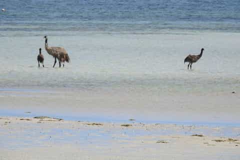 Coffin Bay: 1-Day Seafood, Wine and Nature Tour