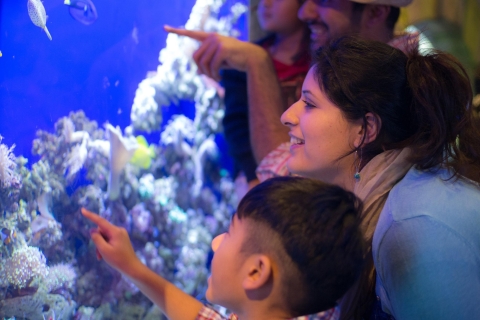 Oceanarium w Dubaju i podwodne zoo i Penguin CoveAkwarium w Dubaju, podwodne zoo i zatoka pingwinów