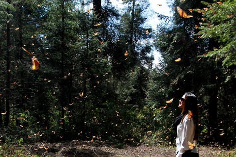 Au départ de Mexico : Circuit de 7 jours à la rencontre des papillons monarquesAu départ de Mexico : circuit de 7 jours sur le papillon monarque