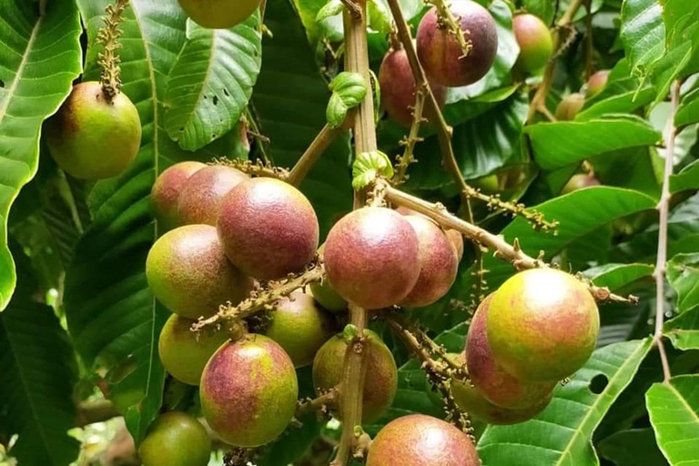 Penang: Ingresso para a fazenda de frutas tropicaisTour guiado por uma fazenda, prato de frutas e pacote de suco - ingresso da Malásia