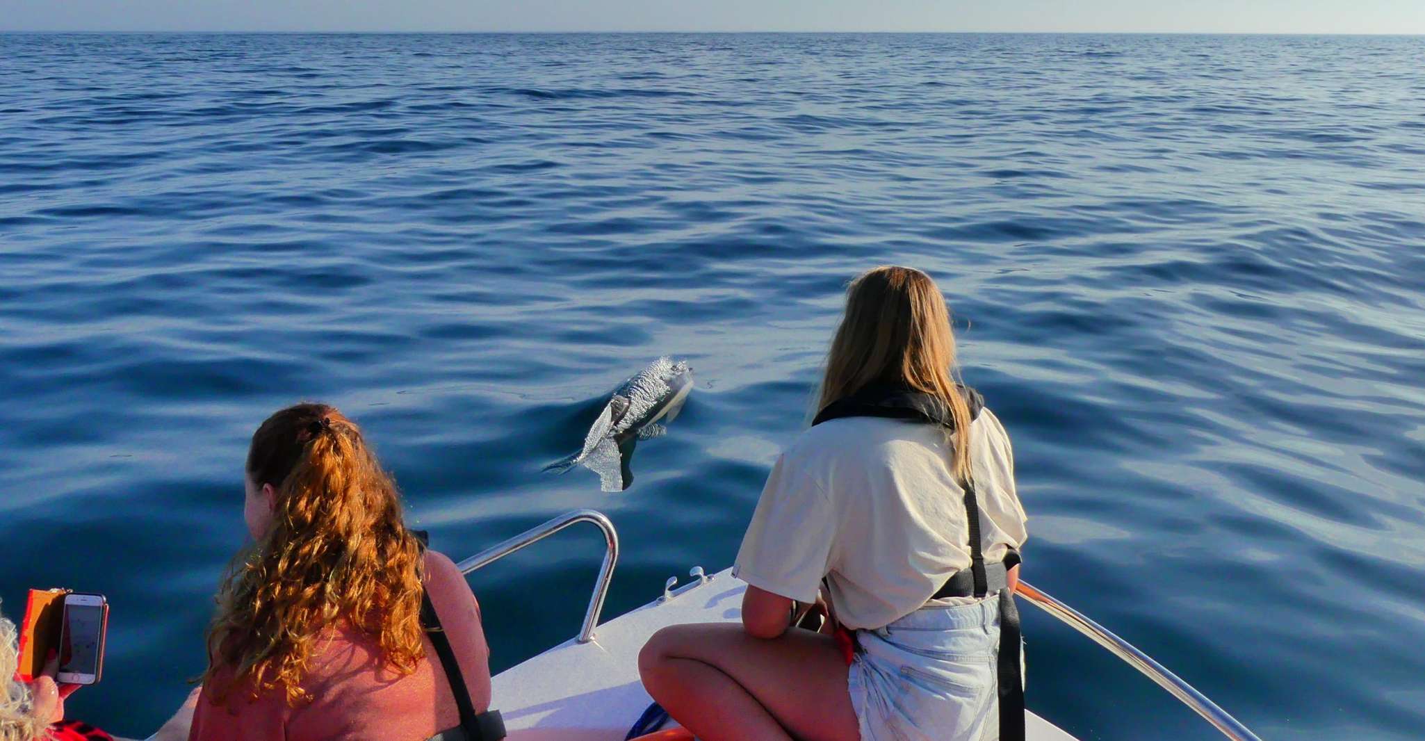 Faro, Dolphin and Wildlife Watching in the Atlantic Ocean - Housity