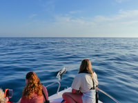 Faro, Dolphin and Wildlife Watching in the Atlantic Ocean - Housity