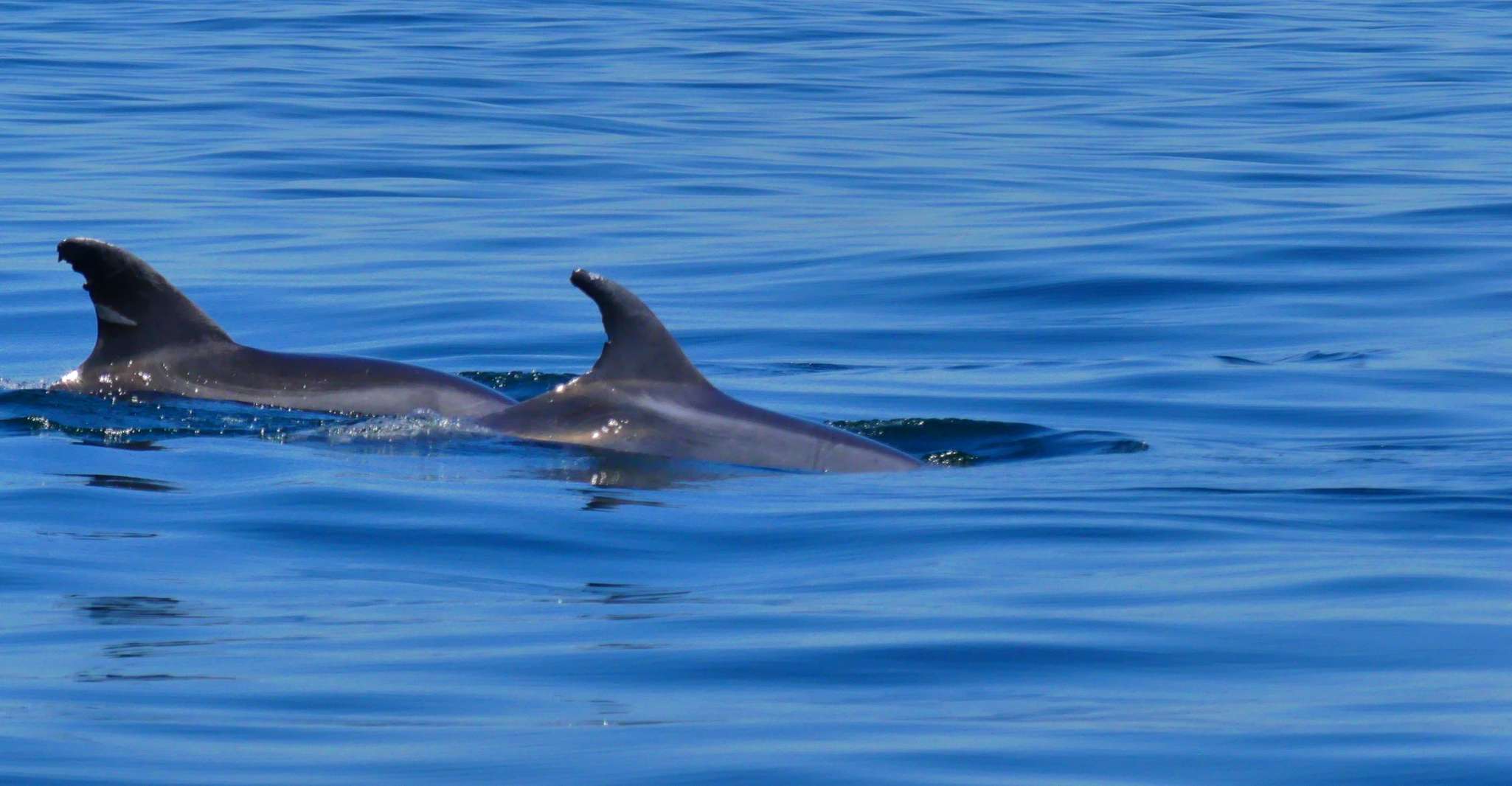 Faro, Dolphin and Wildlife Watching in the Atlantic Ocean - Housity