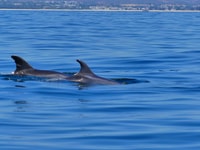 Faro, Dolphin and Wildlife Watching in the Atlantic Ocean - Housity