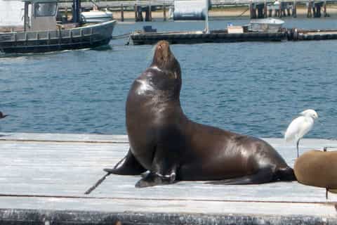 San Diego: Harbor Cruise