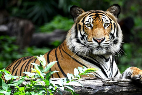 Ontdek de Gouden Driehoek Tour met Ranthambore Safari 7 Dagen