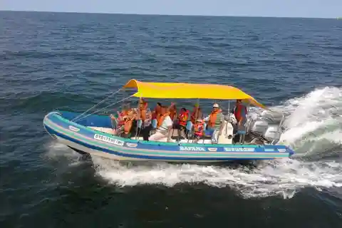 Durban: Durban: Whale and Dolphin Watching Boat Tour