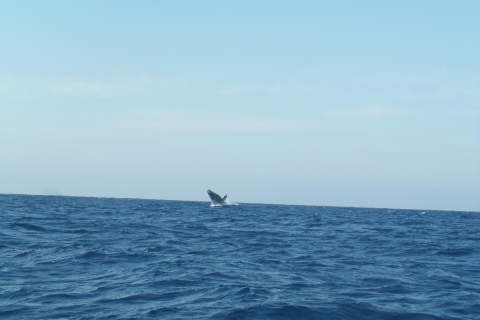 Durban Durban: Excursión en barco para avistar ballenas y delfines