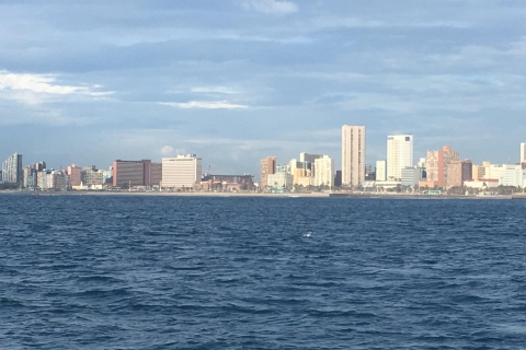 Durban Durban: Excursión en barco para avistar ballenas y delfines