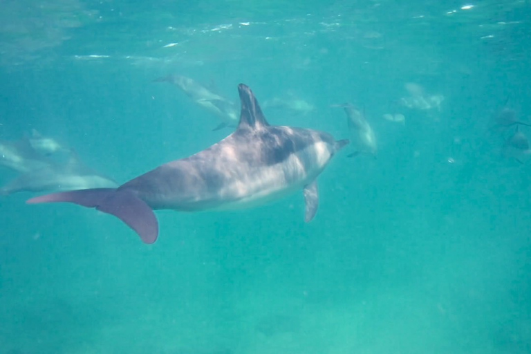 Île aux Bénitiers: Nado con delfines y comida barbacoa