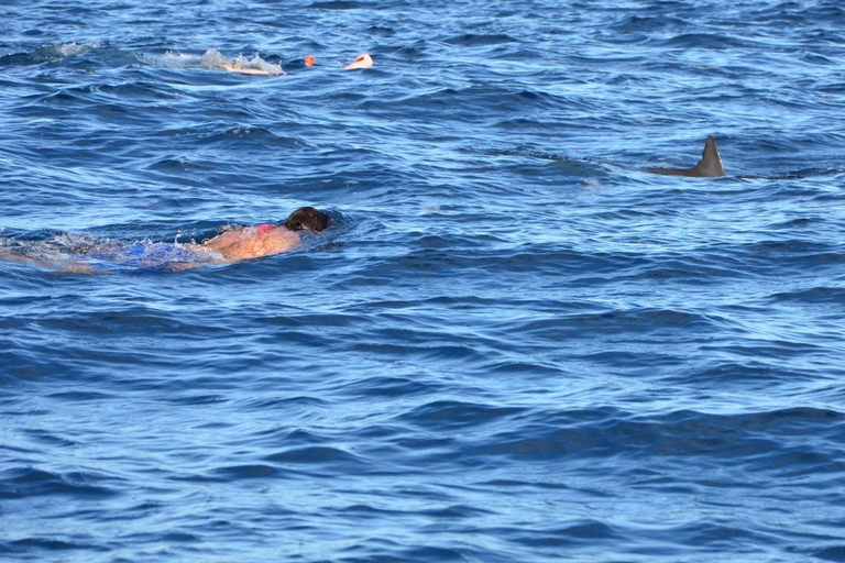 Île aux Bénitiers: Nado con delfines y comida barbacoa