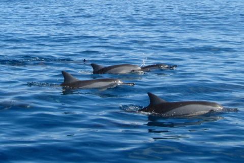Île aux Bénitiers: плавание с дельфинами и обед с барбекю