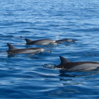 Île aux Bénitiers: Ui delfiinien kanssa ja BBQ-lounas