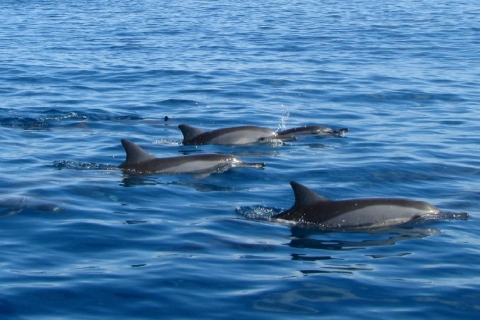 Île aux Bénitiers : baignade avec les dauphins et barbecue