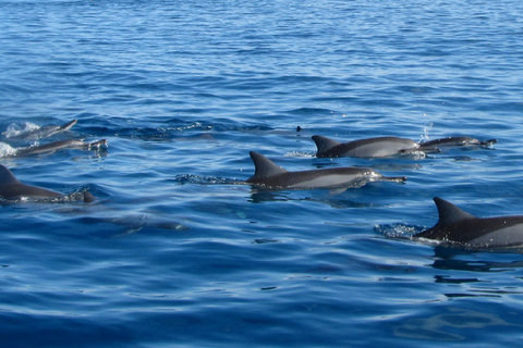 Île aux Bénitiers : baignade avec les dauphins et barbecue