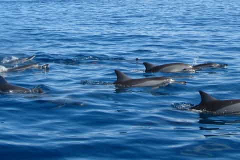 Île aux Bénitiers: Swim with the Dolphins & BBQ Lunch