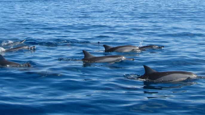 Île aux bénitiers swim with the dolphins bbq lunch