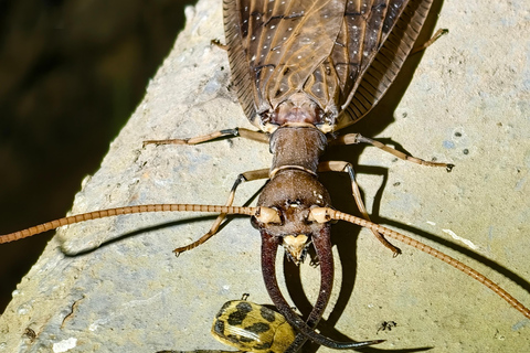 Monteverde: Night Tour with Night Vision Goggles