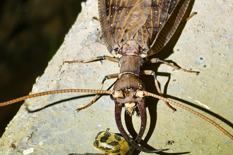 Monteverde: Night Tour with Night Vision Goggles