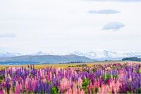 Mount Cook Full-Day Tour, Queenstown to Christchurch - Housity