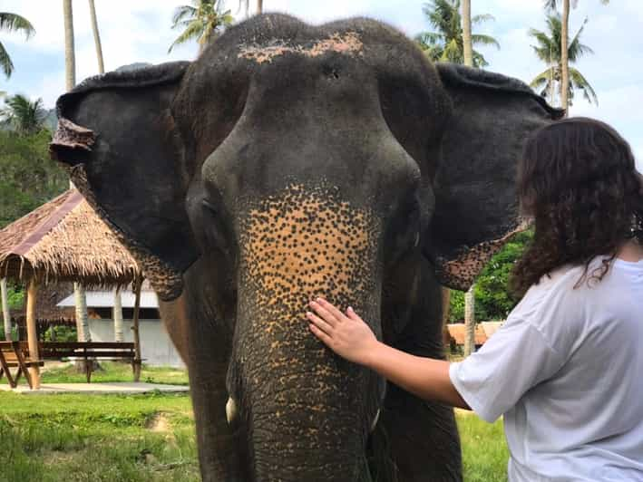 Krabi Ao Nang Elephant Sanctuary Half Day Tour Getyourguide 