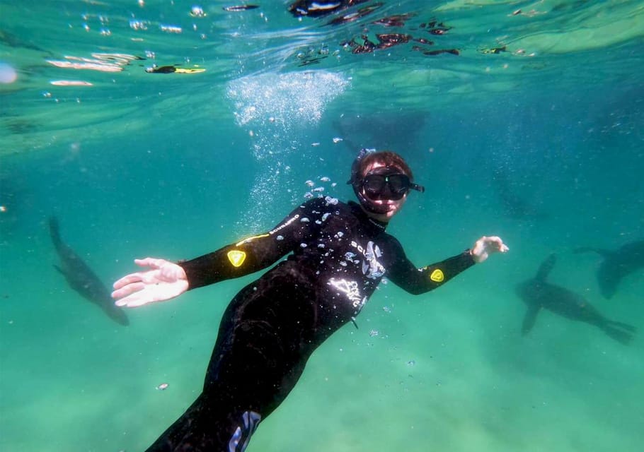 Plettenberg Bay: Swim with the Seals | GetYourGuide