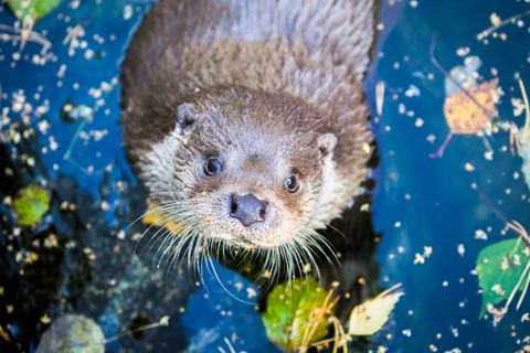 Rovaniemi: Day Trip to Ranua Wildlife Park