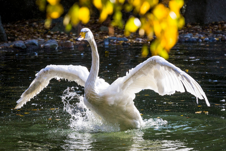 Rovaniemi: Day Trip to Ranua Wildlife Park