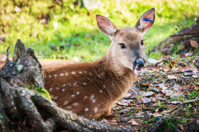 Rovaniemi: Day Trip to Ranua Wildlife Park