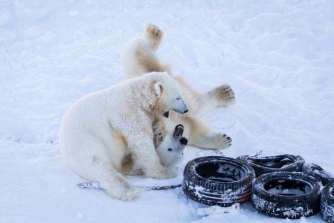 Рованиеми: день в арктическом зоопарке парка дикой природы Рануа