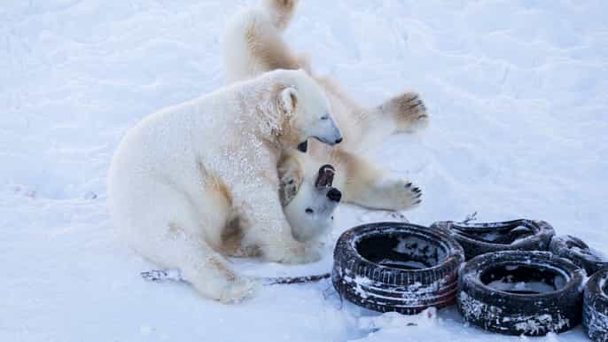 rovaniemi day at ranua wildlife park arctic zoo